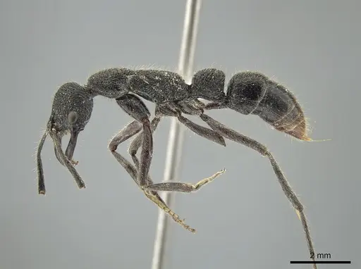 Leptogenys breviloba specimen