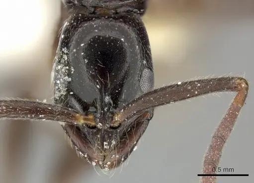 Leptogenys bubastis specimen