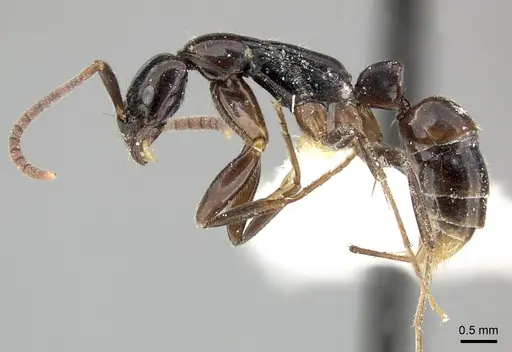 Leptogenys bubastis specimen