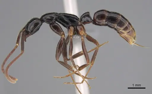 Leptogenys bubastis - CASENT0815018