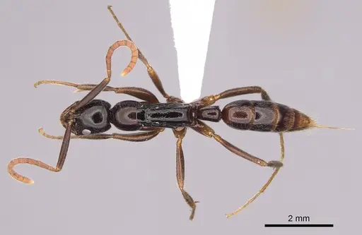 Leptogenys bubastis - CASENT0872837