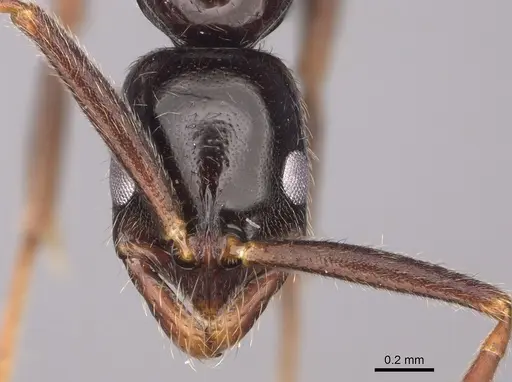 Leptogenys bubastis - CASENT0872837