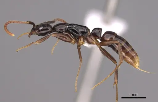 Leptogenys bubastis - CASENT0872837