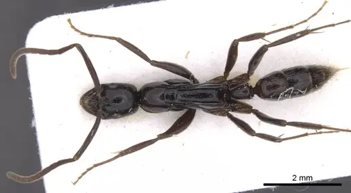 Leptogenys bubastis - CASENT0902574