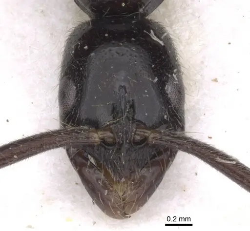 Leptogenys bubastis - CASENT0902574