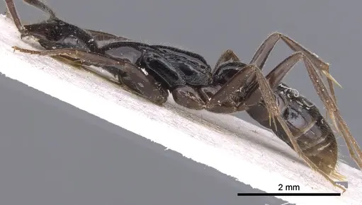 Leptogenys bubastis - CASENT0902574