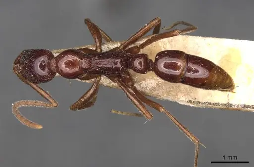 Leptogenys buyssoni specimen