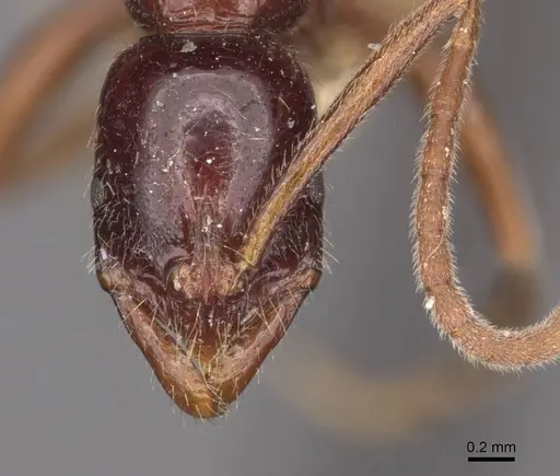 Leptogenys buyssoni specimen