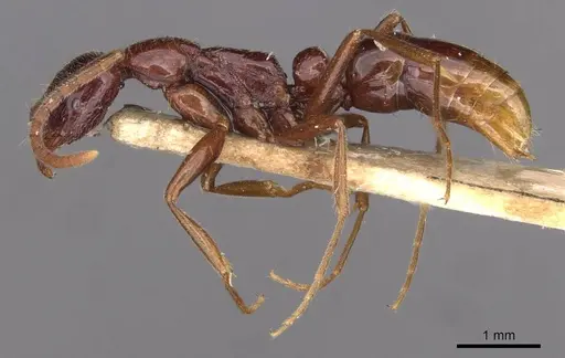 Leptogenys buyssoni specimen