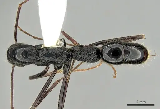 Leptogenys caeciliae specimen