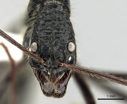 Leptogenys caeciliae specimen