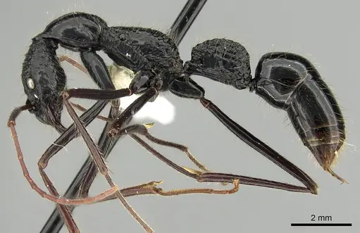 Leptogenys caeciliae specimen
