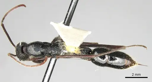 Leptogenys caeciliae - CASENT0281938