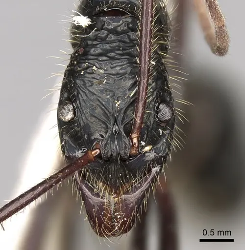 Leptogenys caeciliae - CASENT0281938