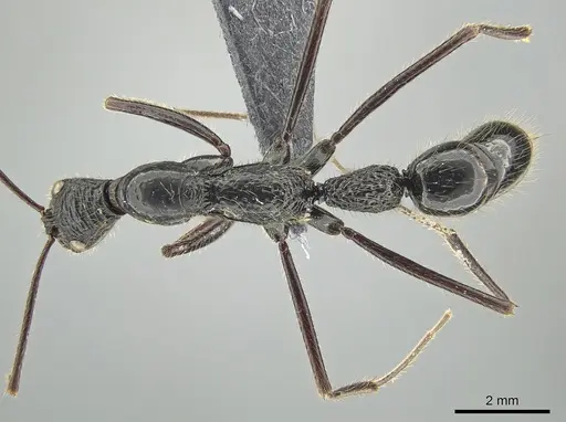 Leptogenys caeciliae - CASENT0650190