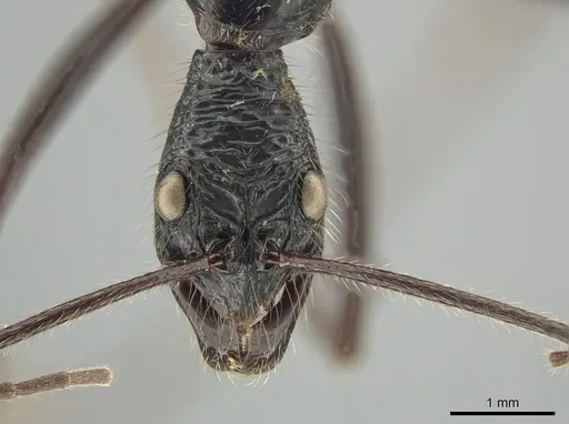 Leptogenys caeciliae - CASENT0650190