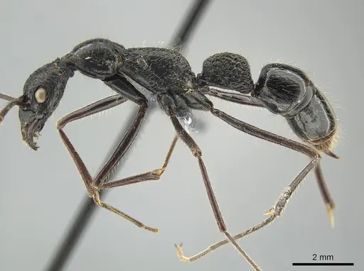 Leptogenys caeciliae - CASENT0650190