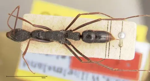 Leptogenys caeciliae - FOCOL0401