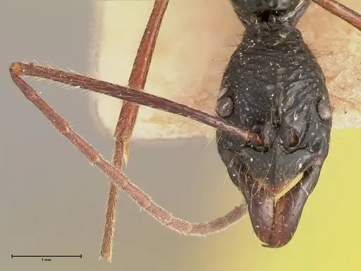 Leptogenys caeciliae - FOCOL0401