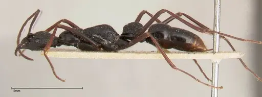 Leptogenys caeciliae - FOCOL0401