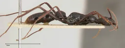 Leptogenys caeciliae - FOCOL0401