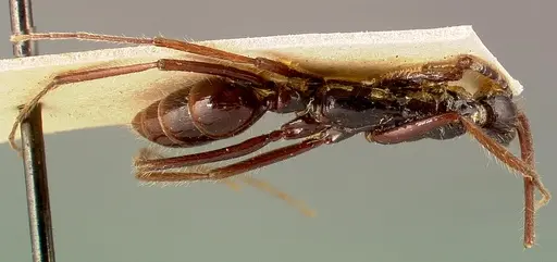 Leptogenys camerunensis specimen