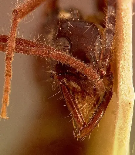 Leptogenys camerunensis specimen