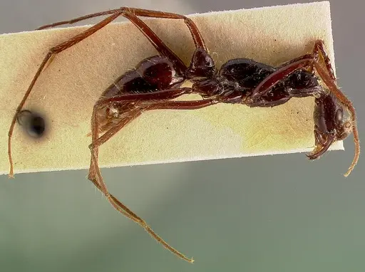 Leptogenys camerunensis specimen