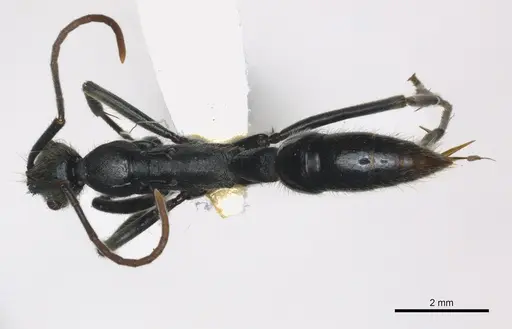 Leptogenys carbonaria specimen