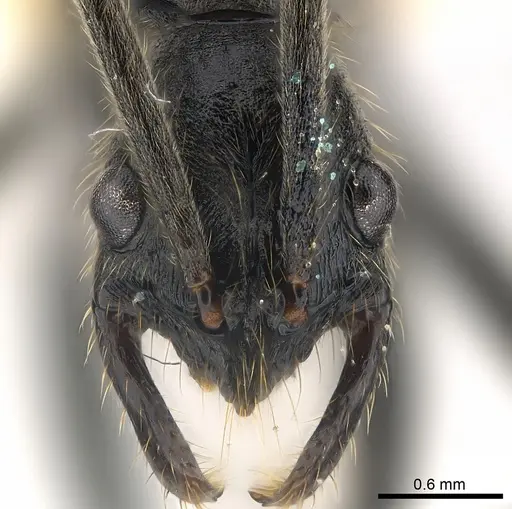 Leptogenys carbonaria specimen