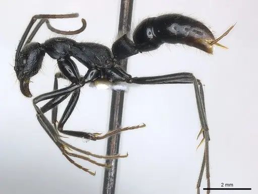 Leptogenys carbonaria specimen