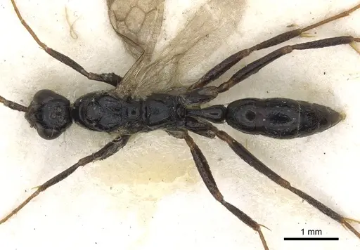 Leptogenys carinata specimen