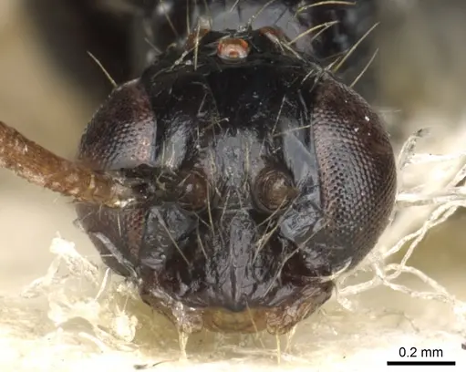 Leptogenys carinata specimen