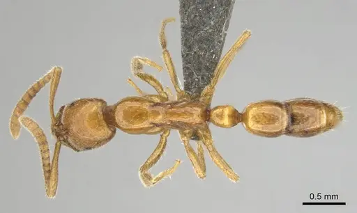 Leptogenys castanea specimen