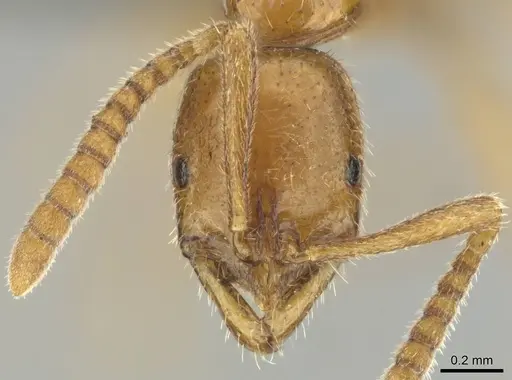 Leptogenys castanea specimen