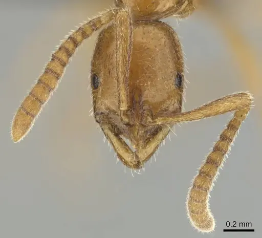 Leptogenys castanea specimen