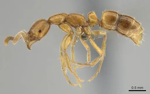 Leptogenys castanea - CASENT0256799