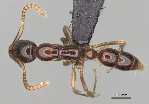 Leptogenys castanea - CASENT0396315