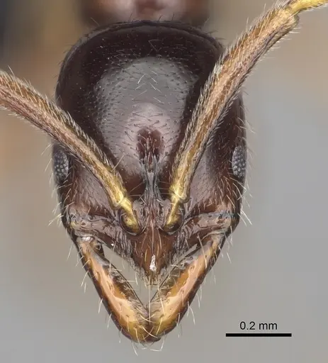 Leptogenys castanea - CASENT0396315