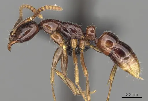 Leptogenys castanea - CASENT0396315