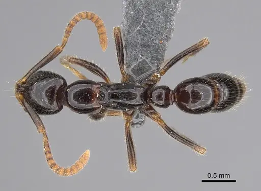 Leptogenys castanea - CASENT0774569
