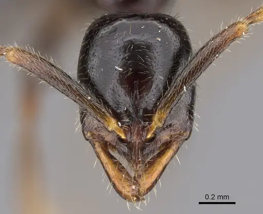 Leptogenys castanea - CASENT0774569