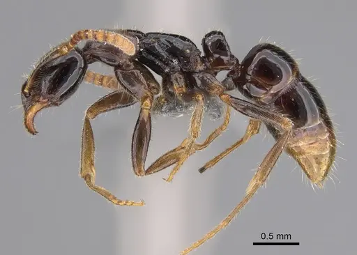 Leptogenys castanea - CASENT0774569