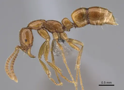 Leptogenys castanea - CASENT0888224