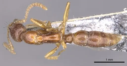 Leptogenys castanea - CASENT0902579