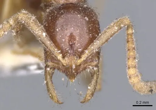 Leptogenys castanea - CASENT0902579