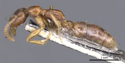 Leptogenys castanea - CASENT0902579