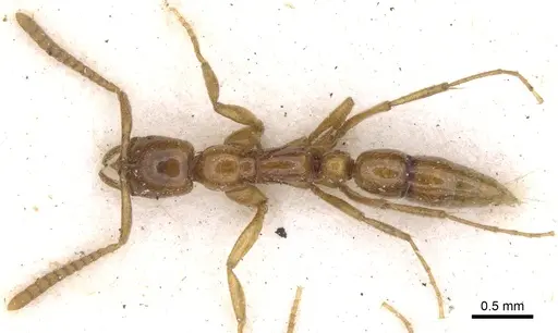 Leptogenys castanea - CASENT0902580