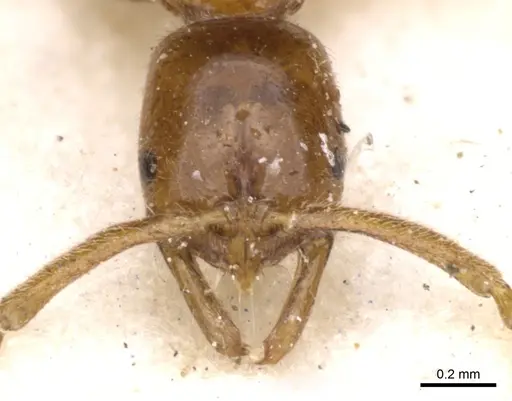 Leptogenys castanea - CASENT0902580