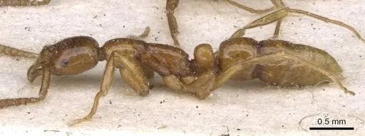 Leptogenys castanea - CASENT0902580